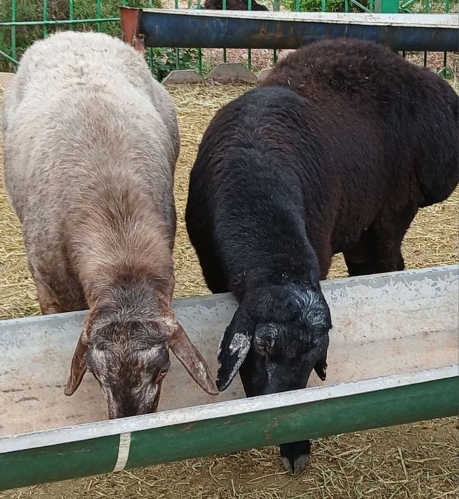 Соғлом қўйлар сотилади — сўйишга ёки боқишга тайёр. Нархи келишилади