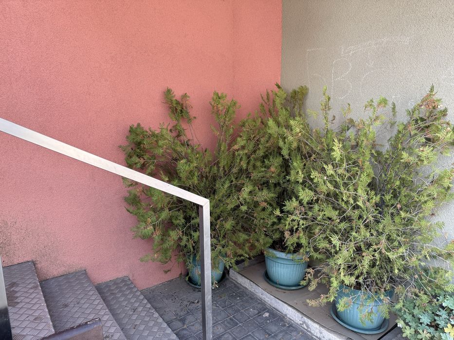 20 лева туя 150 см. , 4 броя са