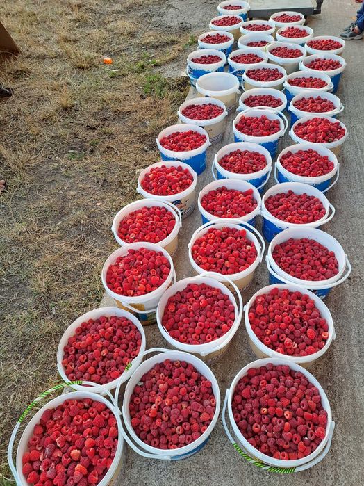 Drajoni zmeura remontat