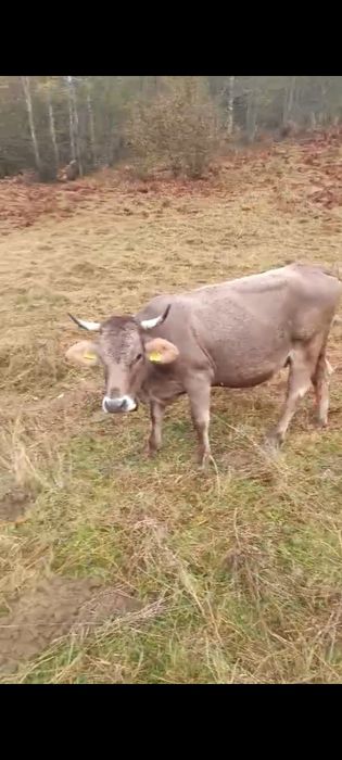 Animale tinere și bune