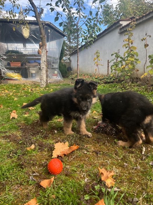 Немска овчарка женска