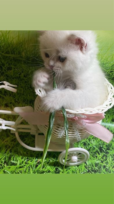 Британская шиншилловая синеглазая ляля