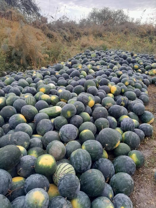 Ғарбыз бар оптом баҳада