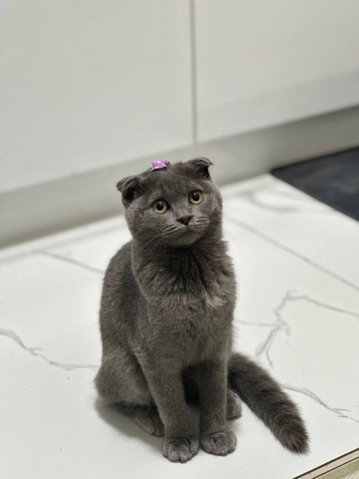 Отдам кошку