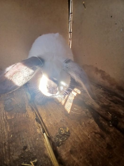 Vand iepuri mai multe feluri