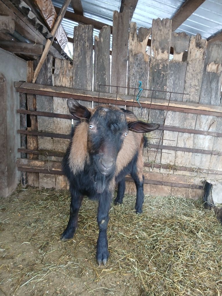 Vând țap de rasa alpin france