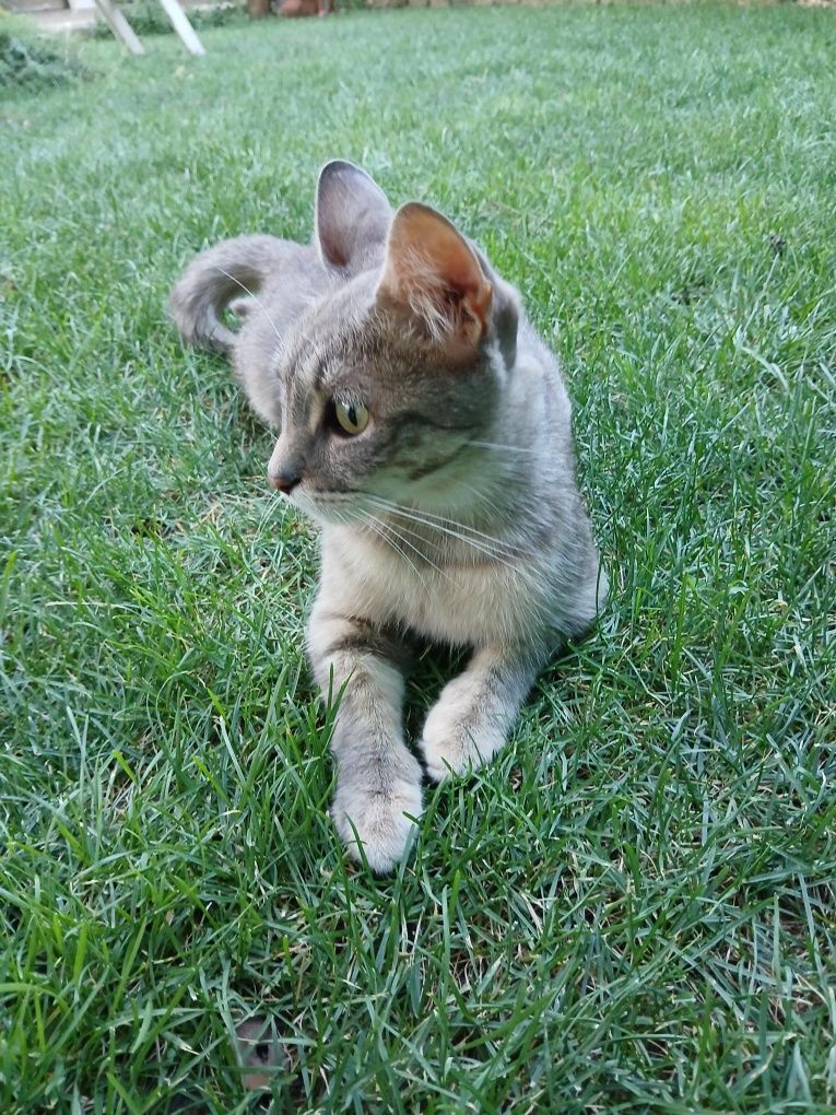 Подарявам женска котка, кастрирана
