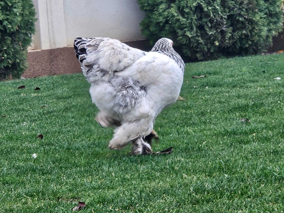 Gainu Barahma hd de vanzare