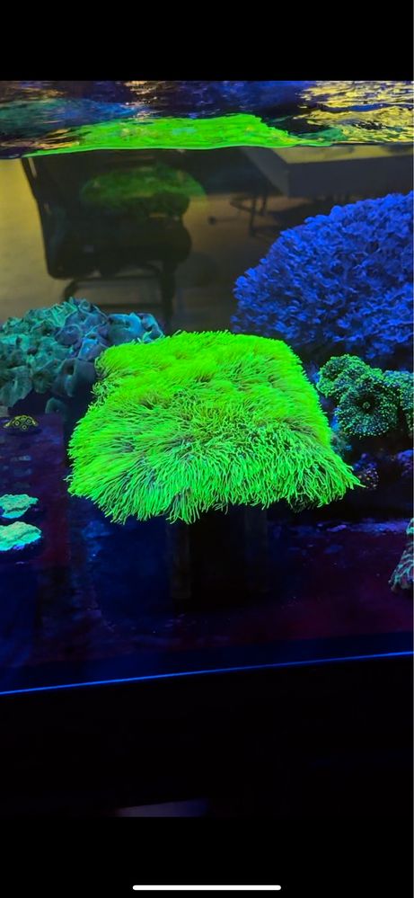 Обслуживание Морских аквариумов , морских кораллов