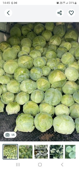 Varza Românească