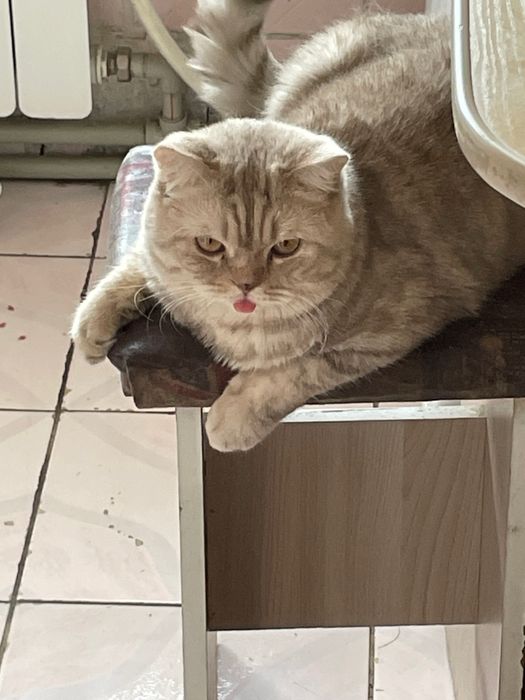 котик ищет кошечку для вязки, случки