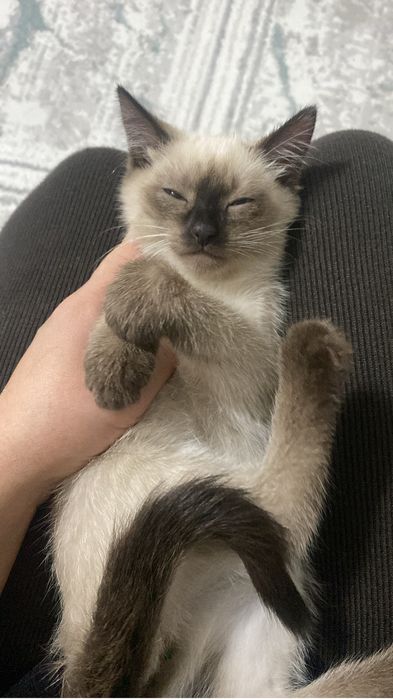 Нашла котёнка, примерно 2 месяца. Очень прошу помочь пристроить!