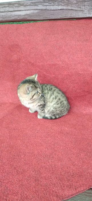 Pisicuta british shorthair golden tabby