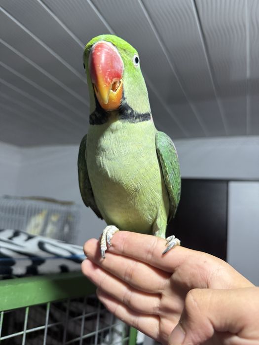 Preț negociabil Papagal  marele Alexander