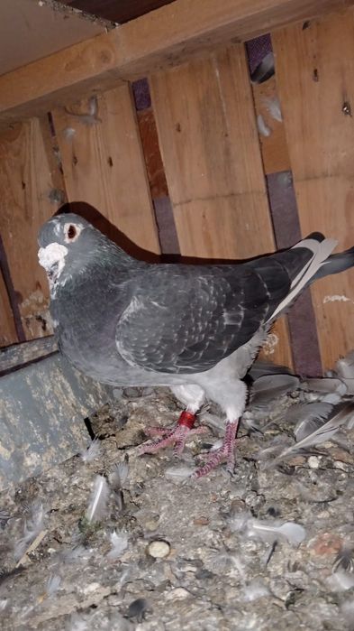 Porumbei voiajori străini