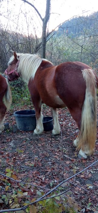 se vinde iapă cu mînz de 6 luni