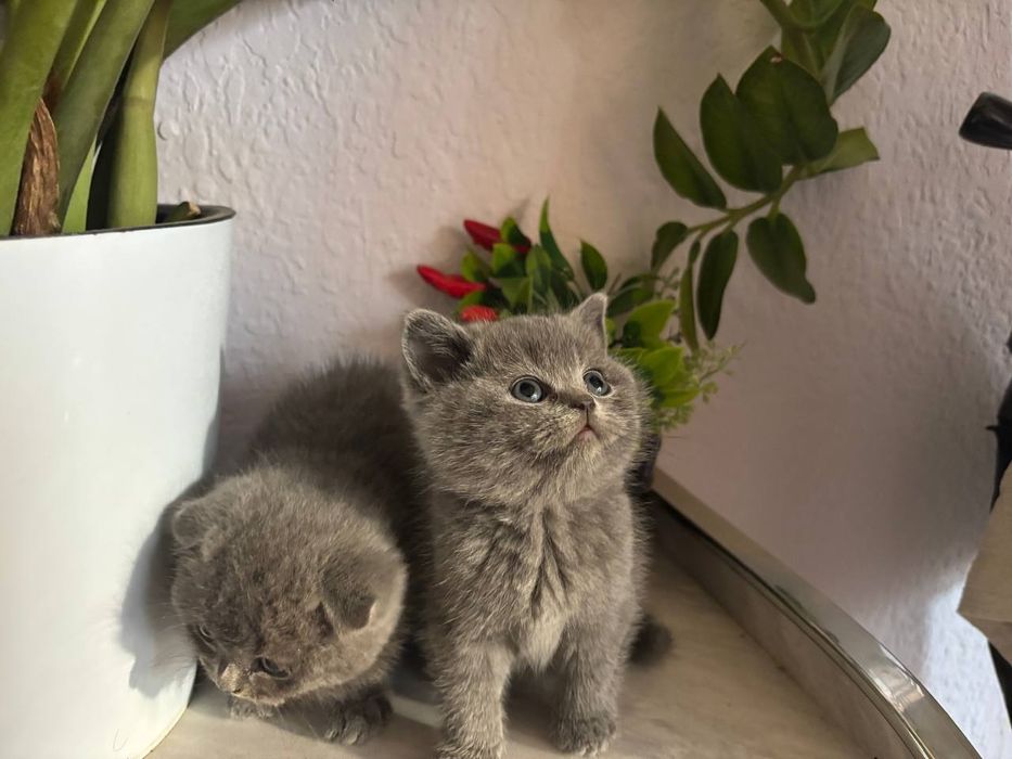 Mushuk tozza parodali