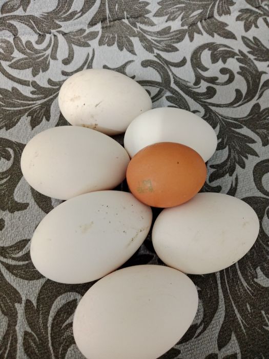 Яйца Гусей свежие