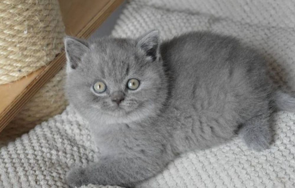 British Shorthair Blue