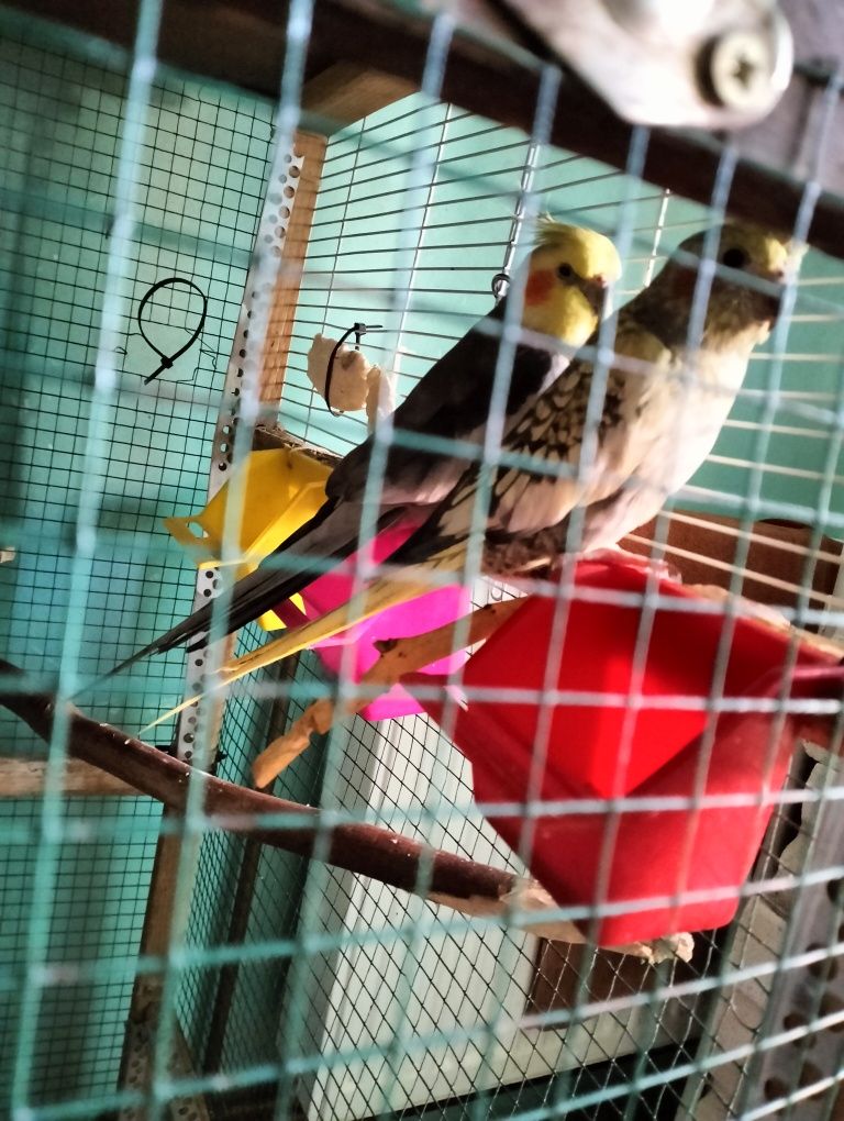 Voliera/colivie mare pentru papagali
