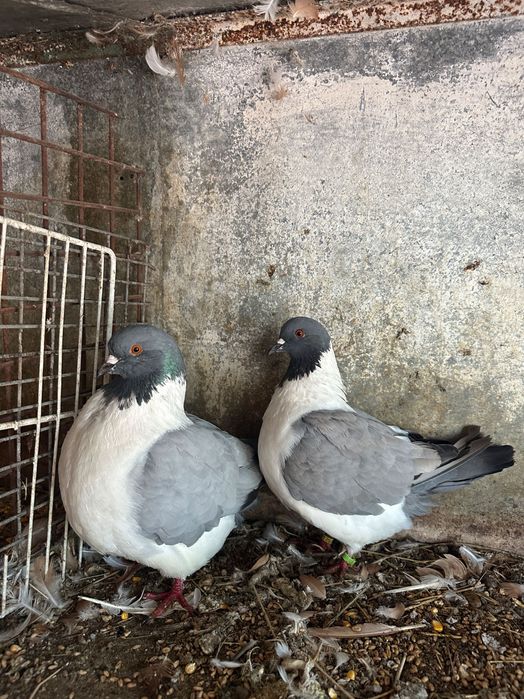 Vând porumbei diferite rase