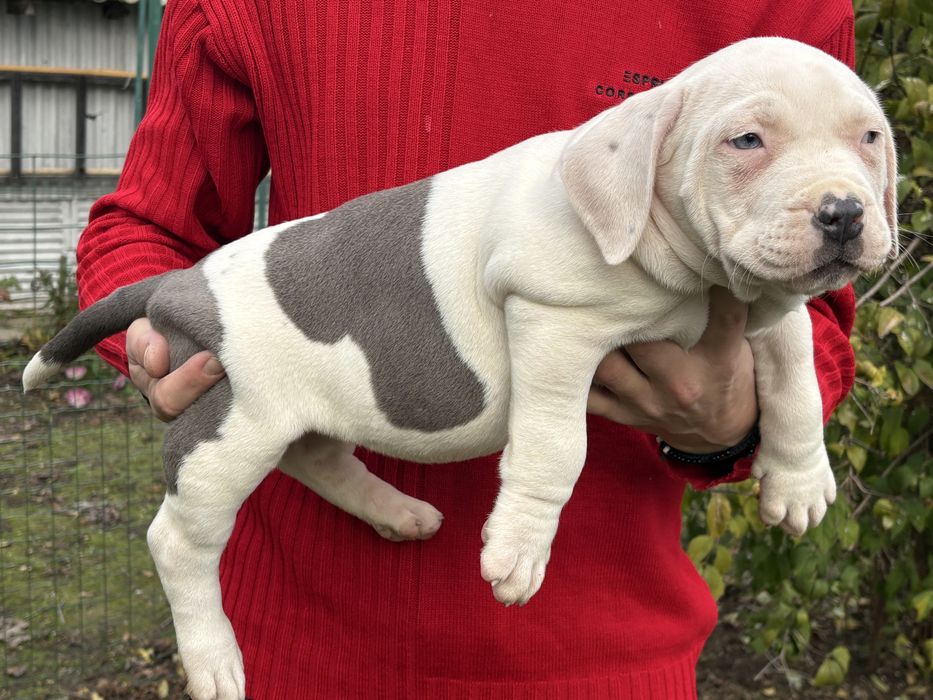 Американско Були Хл