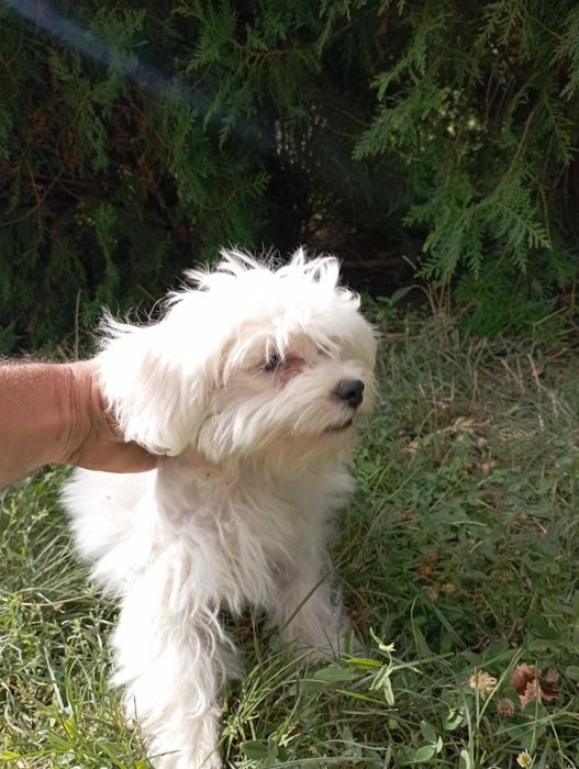 Малтийска болонка на 8 месеца