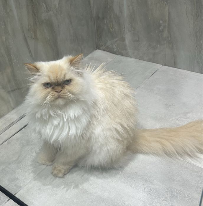 Хималайска котка