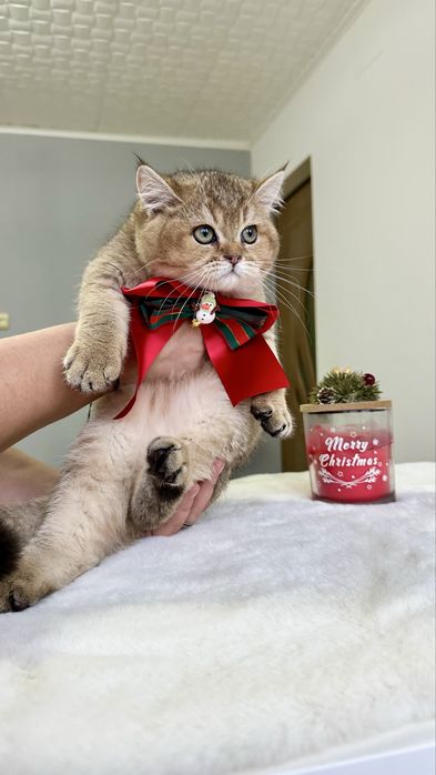 Baietel British Shorthair Chinchilla Gold - cu certificat pedigree !