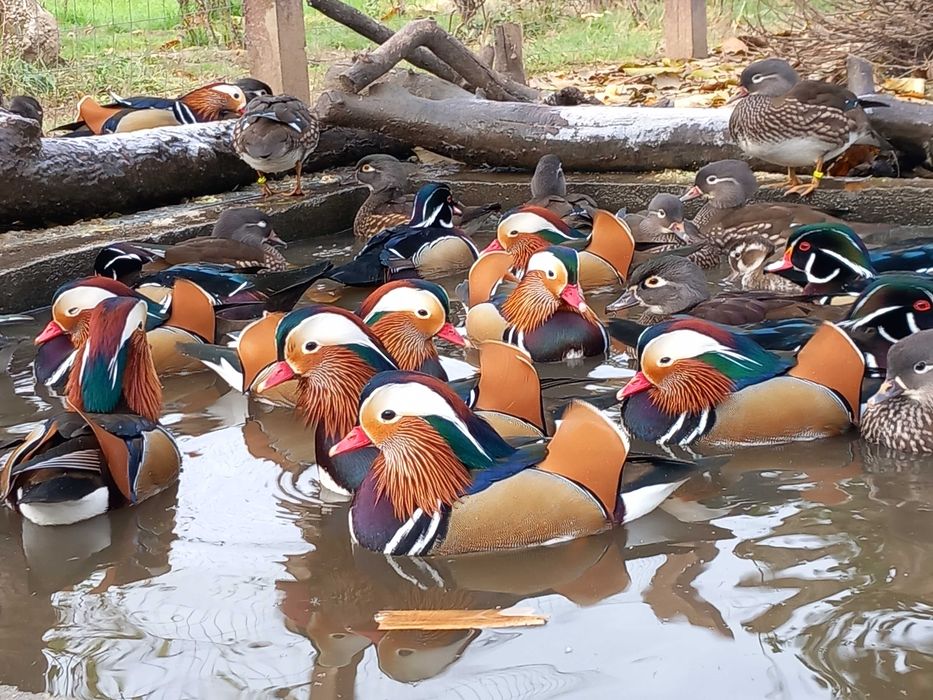 Rate Mandarin, Carolina, Micul Atlantic