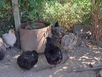 Vând găini Araucana, diverse culori