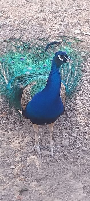 Павлиндер сатылады бір пар.қоразы бесжылдық  мекені үш жасар екеуі