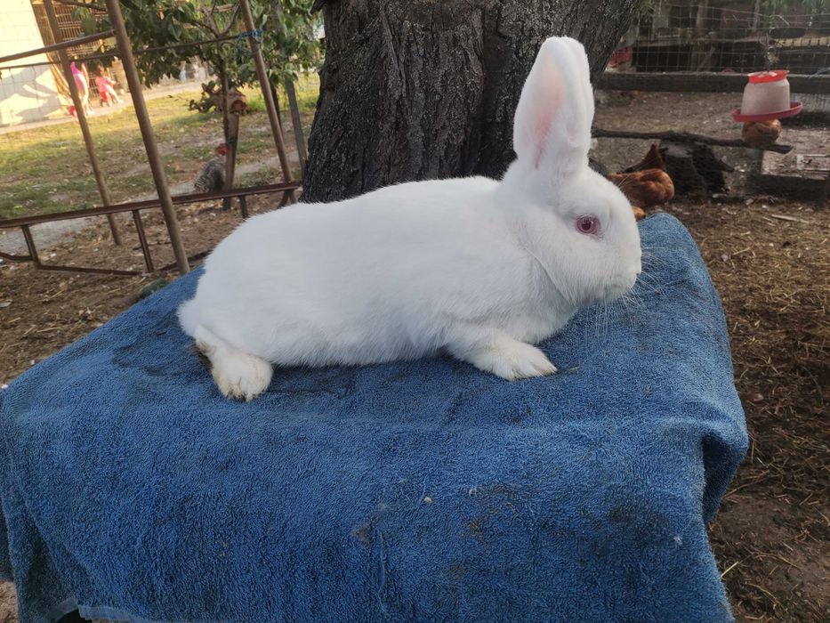 Iepuri neozeelandez alb