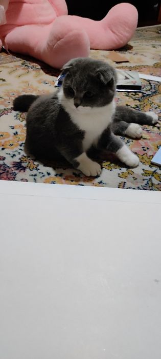 Котенок/ Mushukcha