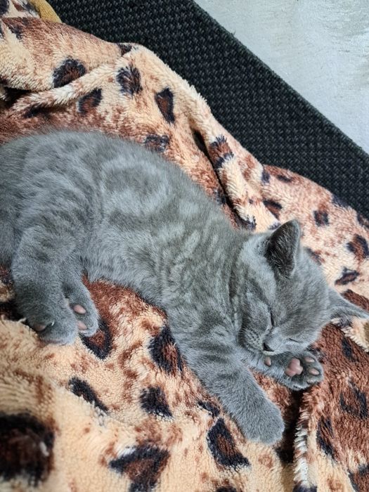 Pisic caută căsuță