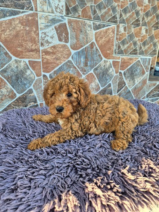 "Той" пудел мъжки