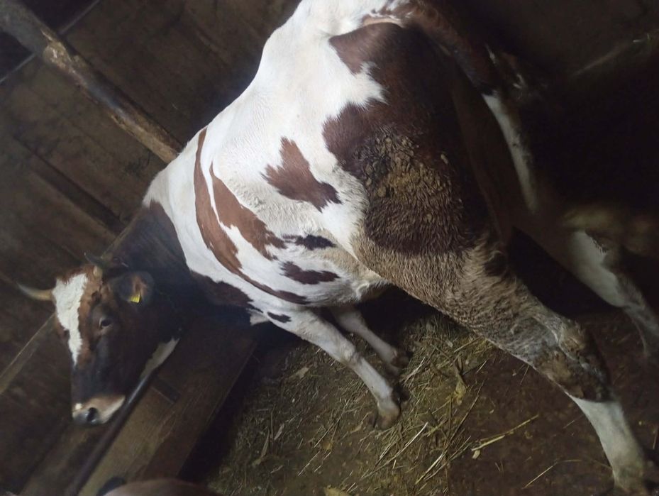 Vând vacă bună de ținut