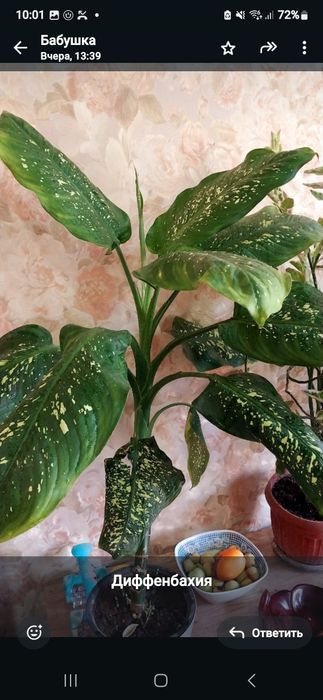 Цветы домашние много