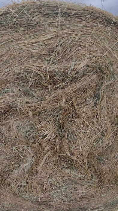 Baloți rotunzi de iarbă, fân 1,7x1,2 m