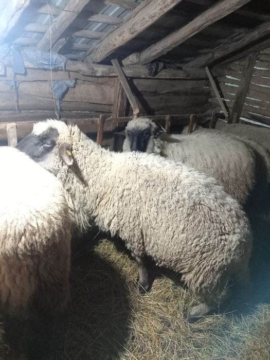 Oi breze și băle, bune