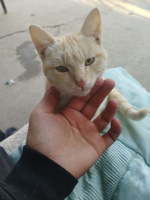 Mushuk sotiladi 200 ming