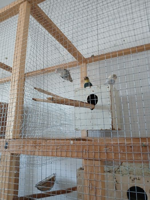 Neeazluchka soriladi 2 parayu 1 ta aloxida 400 ming parasi