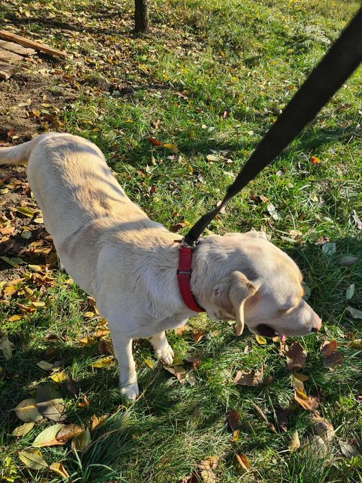 Vand Labrador femela