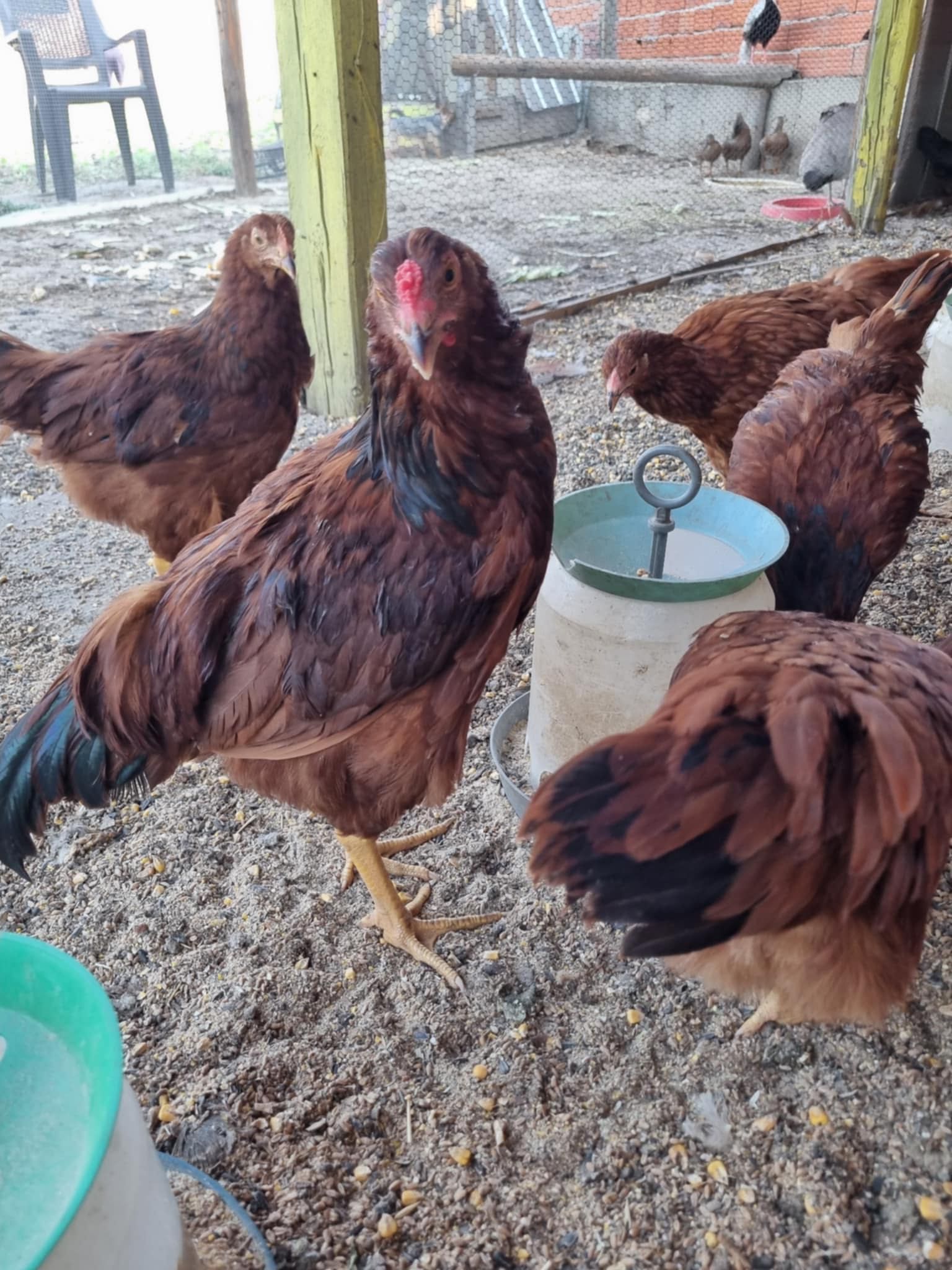 Червен Роуд Айлънд (Rhode Island Red)