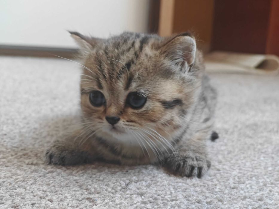 Шотландски клепоухи бебета