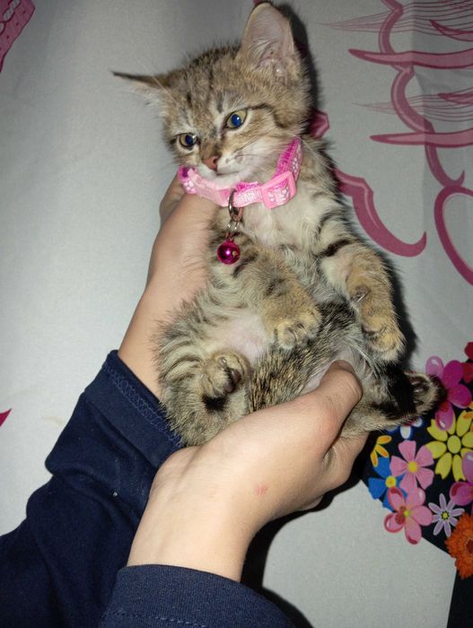 Котята 2 отдются в хорошие руки!