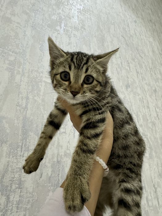 Продаётся кошка в добрые руки Бенгальская кошка/3 месяц