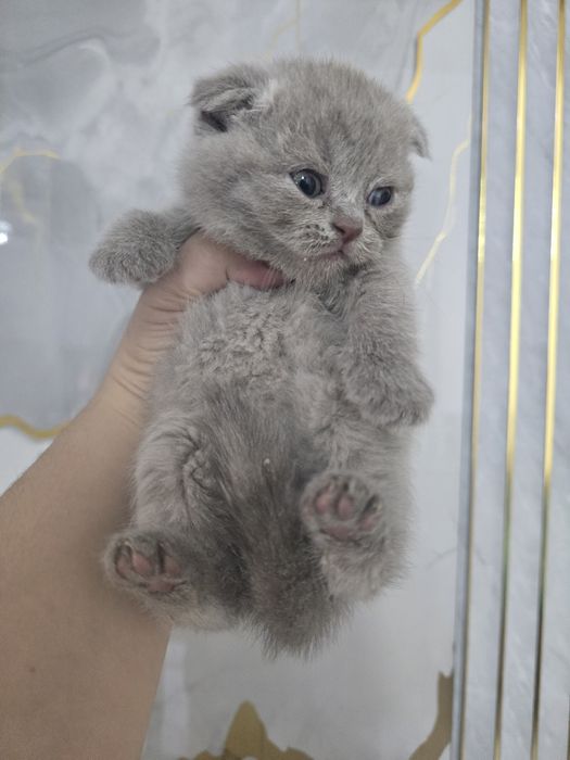 Шотландский фолд девичка и