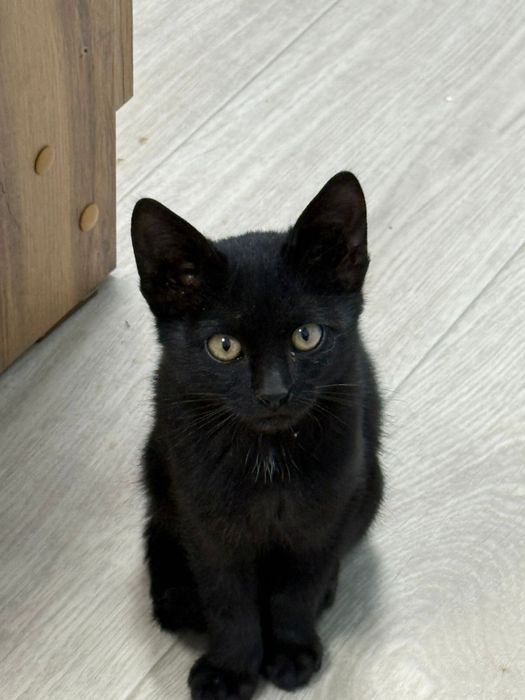 Котенок в добрые руки