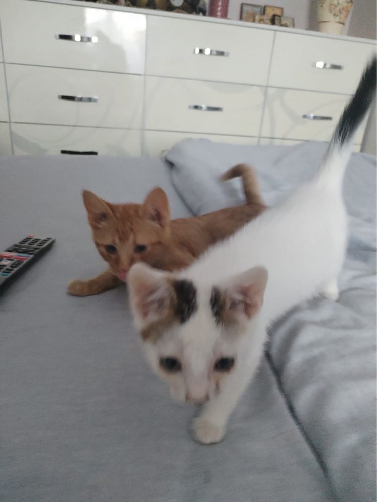 Ofer spre adoptie 2 pui de pisica